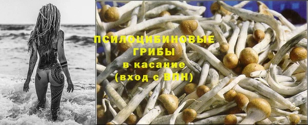 прущие грибы Зеленокумск