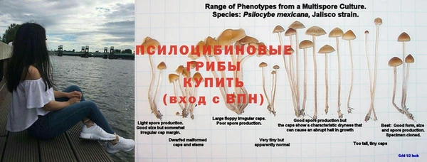 прущие грибы Зеленокумск